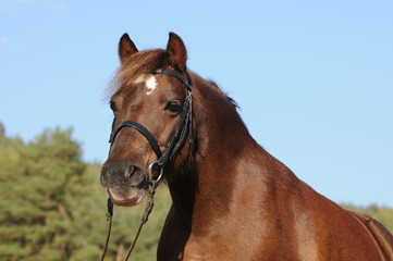 Fototapeta premium Welsh A