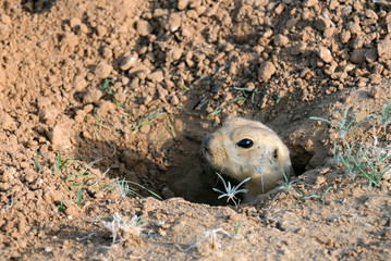 Ground Squirrel in the Hole