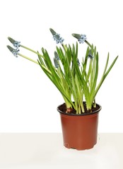 blue flowers of grape hyacinth