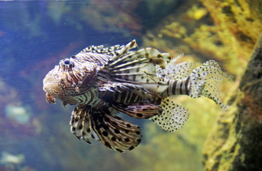 Scorpion fish