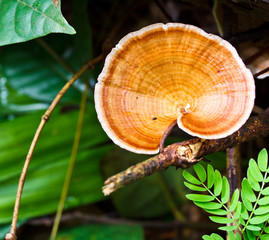 Mushrooms in the forest