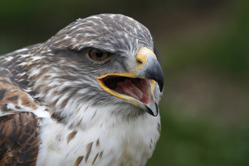 Königsrauhfußbussard