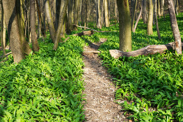 Wald mit Pfad