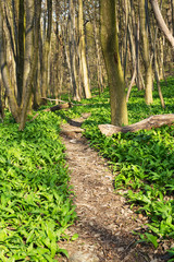 Wald mit Pfad