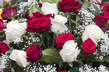 Weiße und rote Rosen