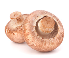 Brown champignon mushroom