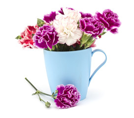Fresh carnations in mug  isolated on white background