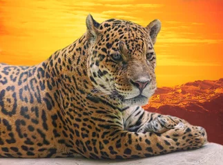 Fototapete Panther Leopard, um gegen einen Sonnenuntergang auf einem Baumstamm zu liegen