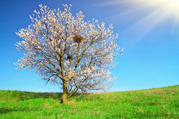Fototapeta na wymiar Tree on green field and blue sky