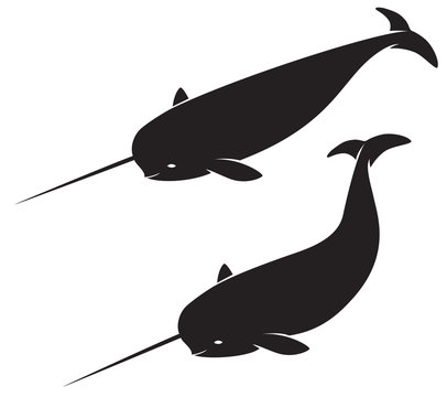 Narwhal