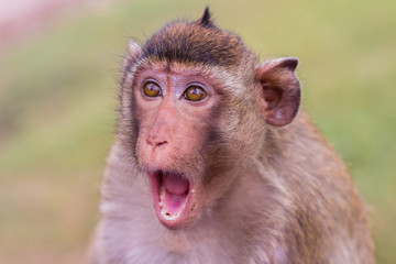 Obraz premium małpa