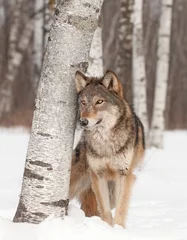 Poster Loup Le loup gris (Canis lupus) se tient à côté de bouleau