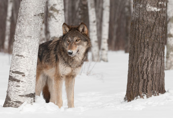 Grey Wolf (Canis lupus) Stands in Treeline