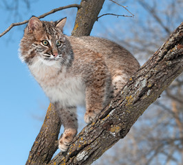 Naklejka na ściany i meble Bobcat (Lynx rufus) Looks from Tree Branch