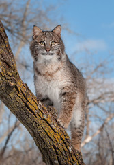 Bobcat (Lynx rufus) Stands on Branch