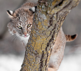 Bobcat (Lynx rufus) Sticks Out Tongue Behind Branch