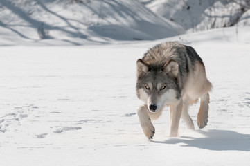 Le loup gris (Canis lupus) se dirige vers l& 39 avant