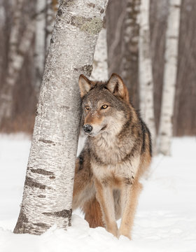 Fototapeta Fototapeta Szary wilk (Canis lupus) stoi obok brzozy zimą wysoka