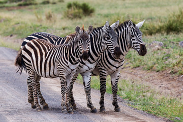 Drei Zebras