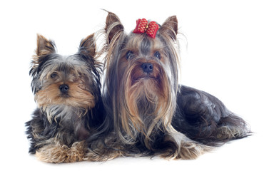yorkshire terriers