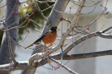 Merle d'Amérique sur une branche