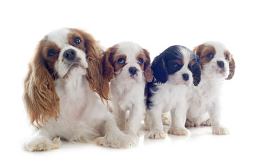 family cavalier king charles