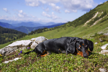 dachshund