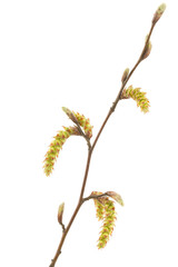 Branch tree with spring buds isolated on white