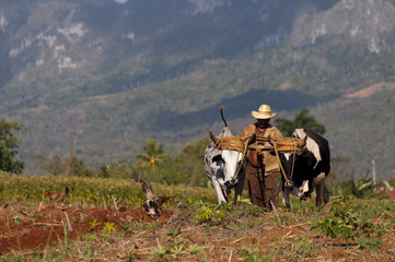 Cuban farmer plows his field with two oxen