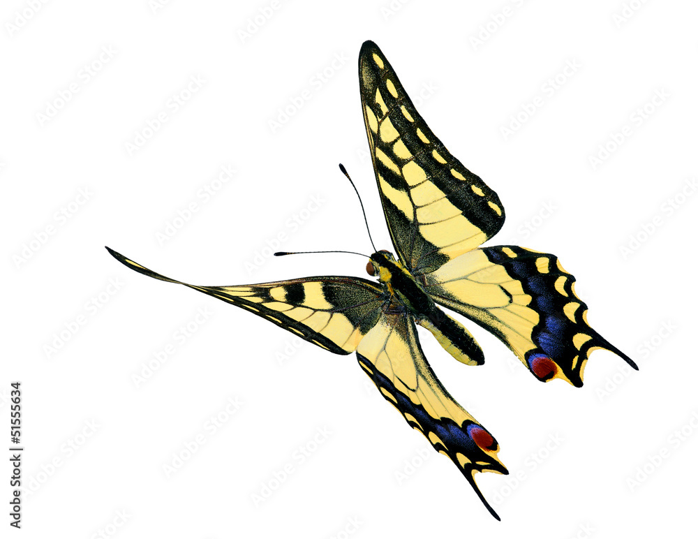 Wall mural common swallowtail (papilio machaon) in flight