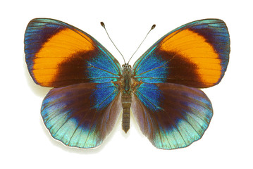Exotische vlinder Asterope sapphira