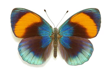 Crédence en verre imprimé Papillon Papillon exotique Asterope saphira