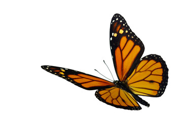 Monarch (Danaus plexippus), a migrant butterfly - obrazy, fototapety, plakaty