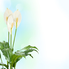 white flowers on the green background