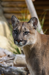 Naklejka premium Puma