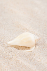 Neat seashell on the sandy beach