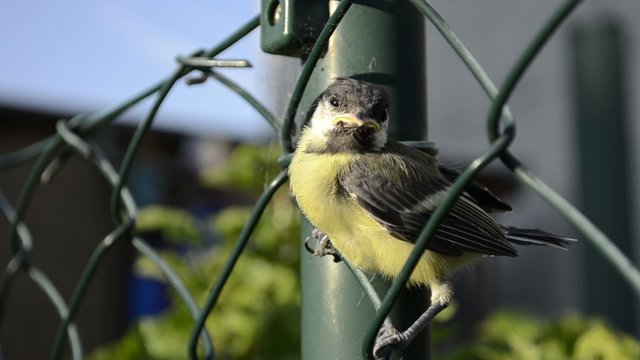 Jungvogel