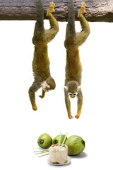Obraz premium Squirrel monkey hanging above coconut.
