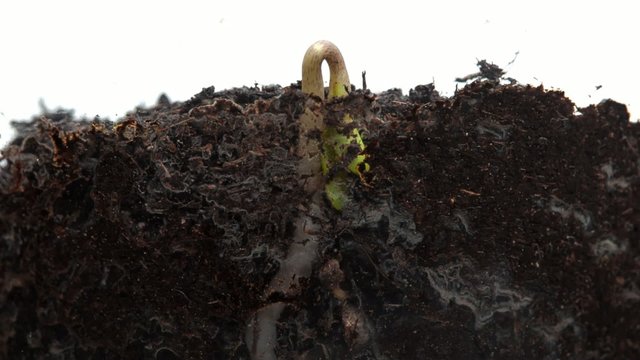 Germinating plant. Time-Lapse. White background.