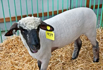 Tableaux ronds sur plexiglas Anti-reflet Moutons Sheared White Sheep in Pen