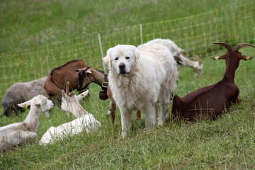 Fototapeta premium Sheepdog and herd of goats