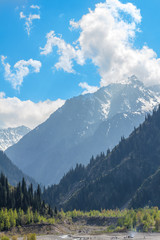 Nature of the fir and green mountains  in Almaty, Kazakhstan