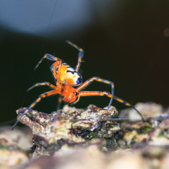 Spider waiting for catch.