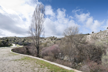 Obraz premium Riparian forest along the river Manzanares, Madrid, Spain