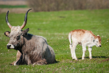 Fototapeta premium podolian cow and calf