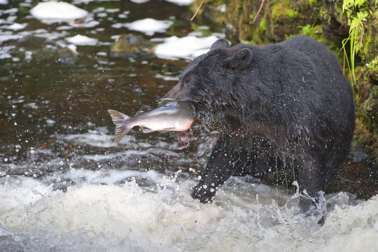 A Black Bear Catching A Salmon In Alaska River