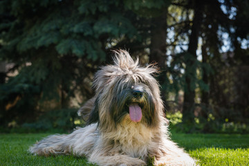 Tibetan Terrier