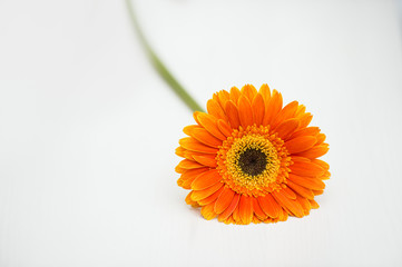 Orange Gerber Daisy laying on white table