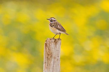 Whinchat On Yellow Background