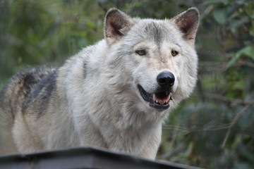 Obraz premium おおかみ